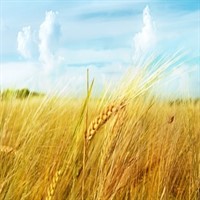 Пшеница