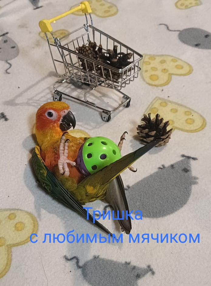 Аратинга солнечный говорящий птенец выкормыш от заводчика