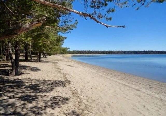 продаем бывший пионерлагерь в Кургальском заказнике