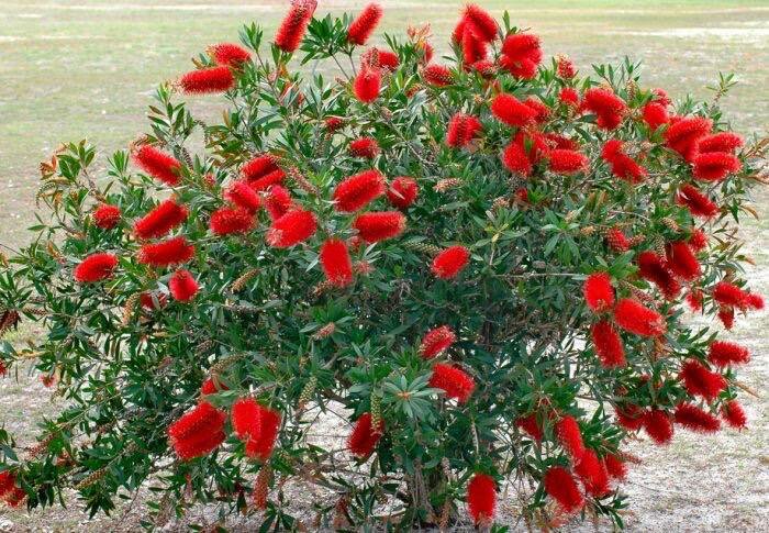 Каллистемоны Callistemon редкое и эффектное растение