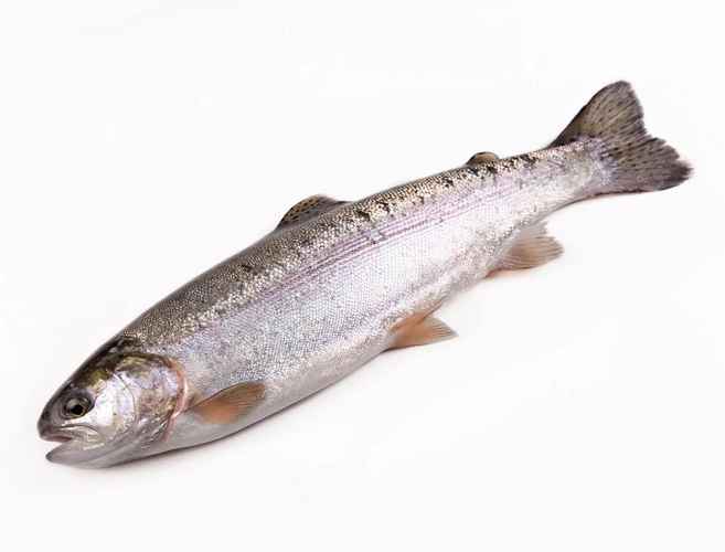 ������ ������ �������� ����