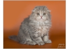 Превосходные шотландские котята из питомника