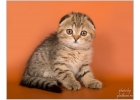 Великолепные шотландские котята из питомника