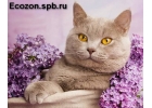 Кошачий дезинфектор.