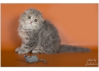 Замечательные шотландские котята из питомника