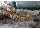 Бенгальский котенок и бенгальские котята от бенгальской кошки