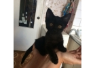 Маленький веслый котнок Чуня в дар