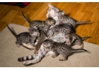Котята Саванны Ашера