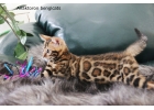 Лучшие бенгальские котята