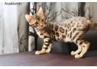 Бенгальские котята