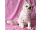 Британский клубный котик красный мрамор на серебре