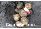 Качественный картофель оптом