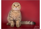 Породистые шотландские котята из питомника