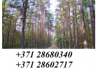 покупаю лес в Латвии