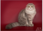 Мегашикарные шотландские котята из питомника