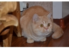 Совершенные шотландские котята