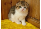 Такие разные котята шотландской породы