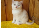 ЧУдные шотландские котята из питомника