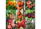 Саженцы ореховых и плодовых культур