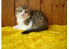 Безупречные шотландские котята