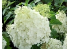 Гортензия метельчатая Полар Бир Hydrangea panicula