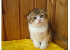 Уникальные шотландские котята из питомника