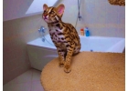 Продам котят АЛК азиатской леопардовой кошки
