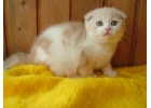 Шикарные шотландские котята из питомника