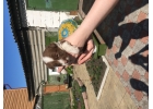 Щенки на выбор от небольшой собачки