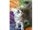 Ласковый котнок красивого окраса в дар