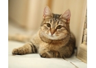 ищет дом милый котнок Мурена