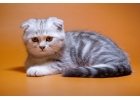 Изящные котята шотландской породы