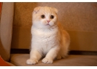 Изящные шотландские котята