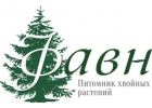 Питомник хвойных растений Фавн.