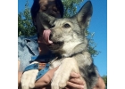 Щенки волчьей собаки Saarloos Wolfdogs