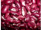 Оптом продаю фасоль из Киргизии ОсОО Кыргызцентрпродукт