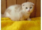 Великолепный шотландский котнок у вас дома