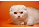 Роскошный шотландский котик из питомника