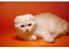 Великолепный шотландский котик в персиковой шубке