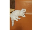 Шикарный шотландский котик в персиковой шубке