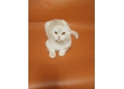 Роскошный шотландский котик