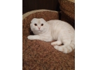 Отличные столичные шотландские котики