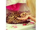 продам котят камышового кота и алк.89879560680