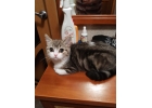 Подрощенные шотландские котики