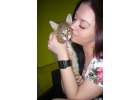 продам котят азиатской леопардовой кошки и камышовых котят. 89879560680