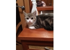 Симпатичные шотландские котики