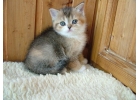Весенние шотландские котята