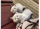 котята британские