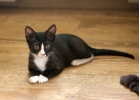 Маленький котенок Гуччи в дар. 2,5 месяца