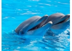 DOLPHINADSGLOBAL DOLPHINADSGLOBAL